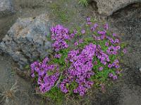 Polsterblüten zwischen Lavabrocken
